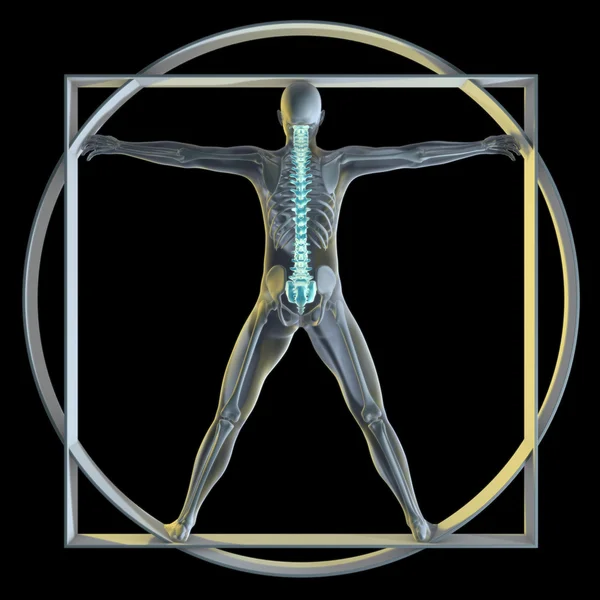 Vatruvian Man & Spine — Stock Photo, Image