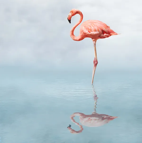Flamingo v rybníku — Stock fotografie