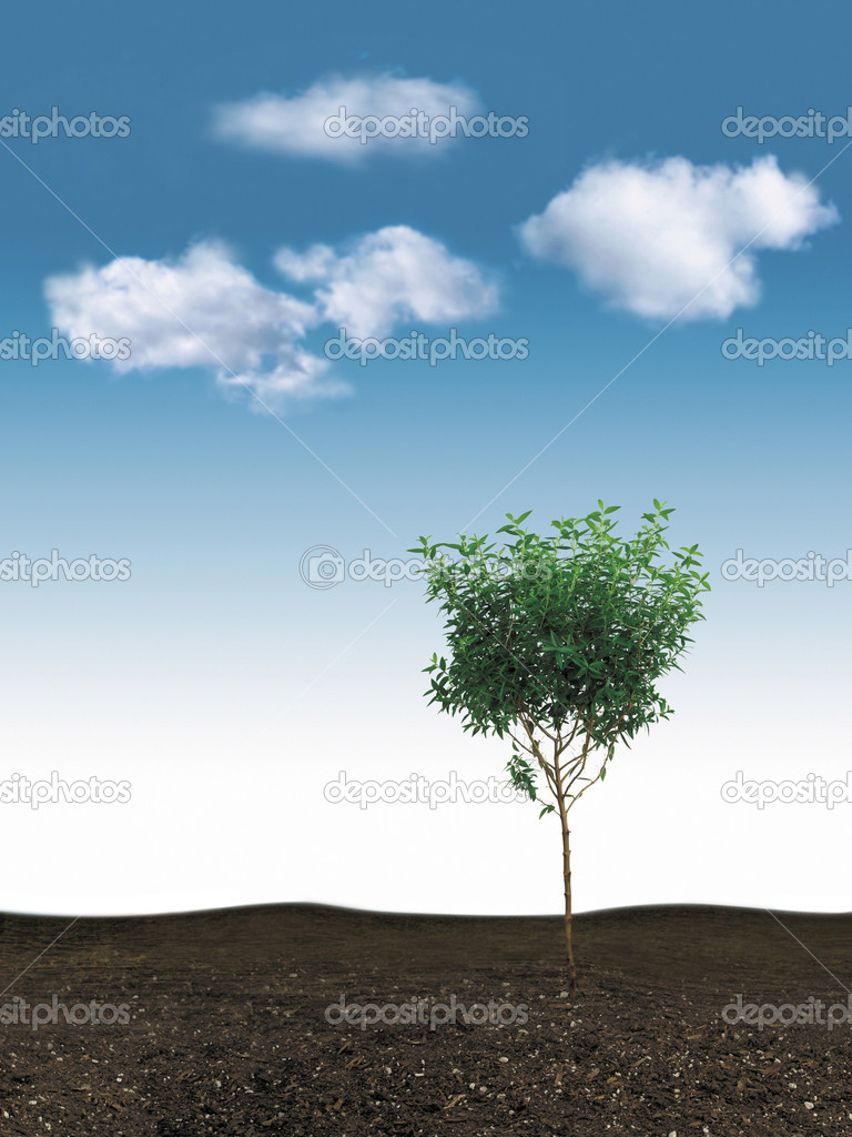 small tree & blue sky