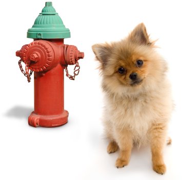 köpek ve hidrant