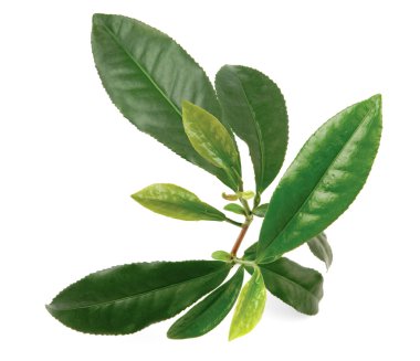 çay fabrikası