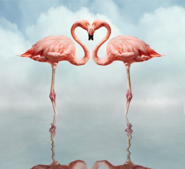 Aşk kuşları