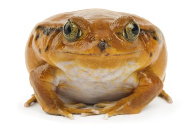 Beyaz üzerine Turuncu Kurbağa