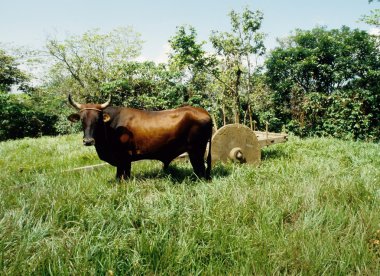 Ox cart clipart