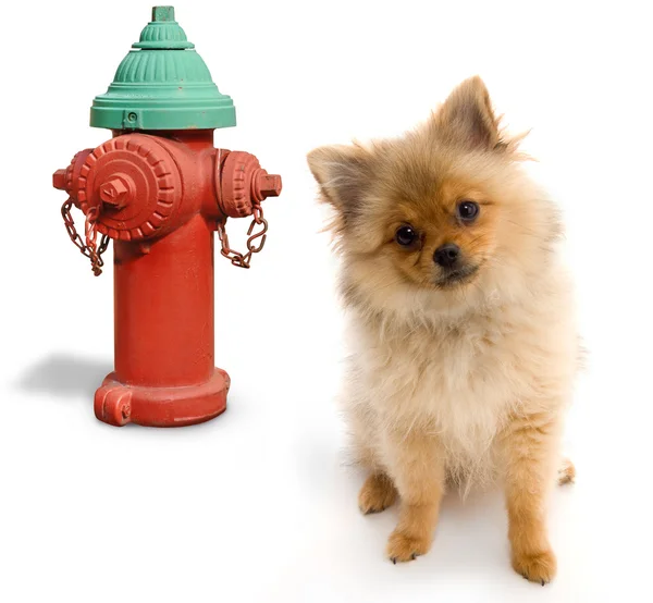 Dog and Hydrant — Stock Photo, Image