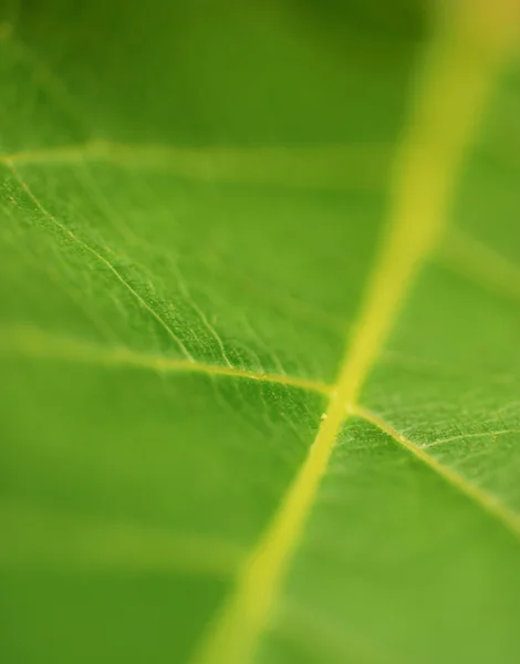 Leaf Green (Macro) — Stock Photo, Image