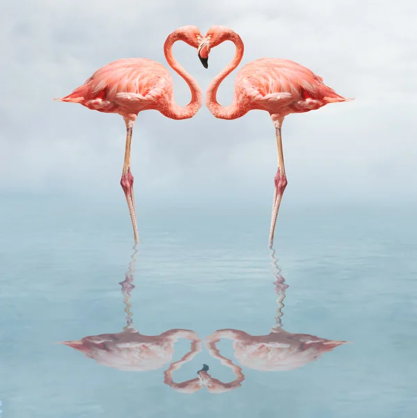 Flamingo's in water waardoor een hart-vorm — Stockfoto
