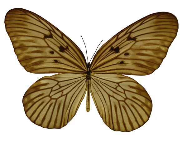 Amber colored butterfly — Stock Photo, Image