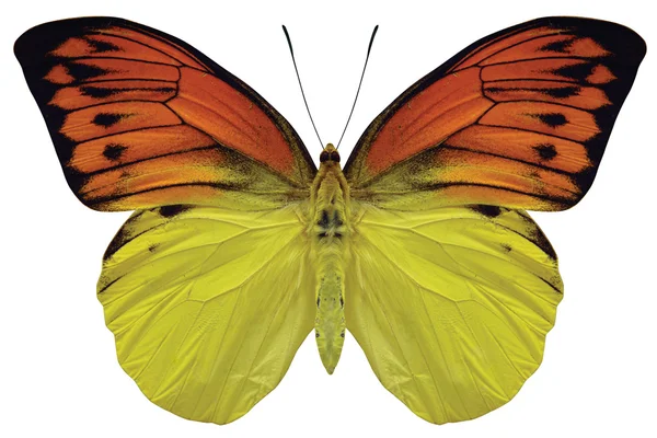 Orange and Yellow Butterfly — Stock Photo, Image