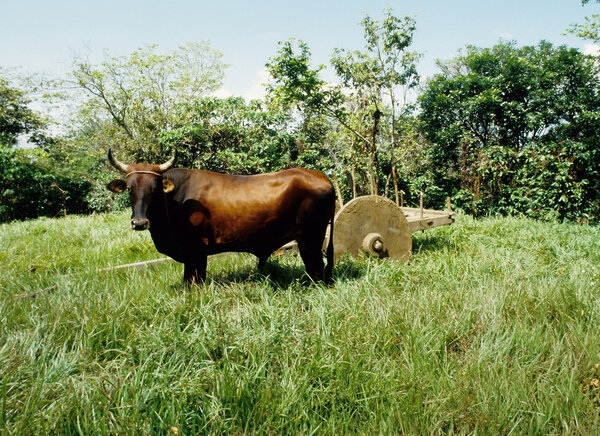 Carro de buey — Foto de Stock