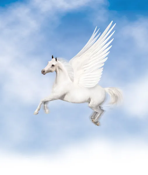 Pegasus — Stock fotografie