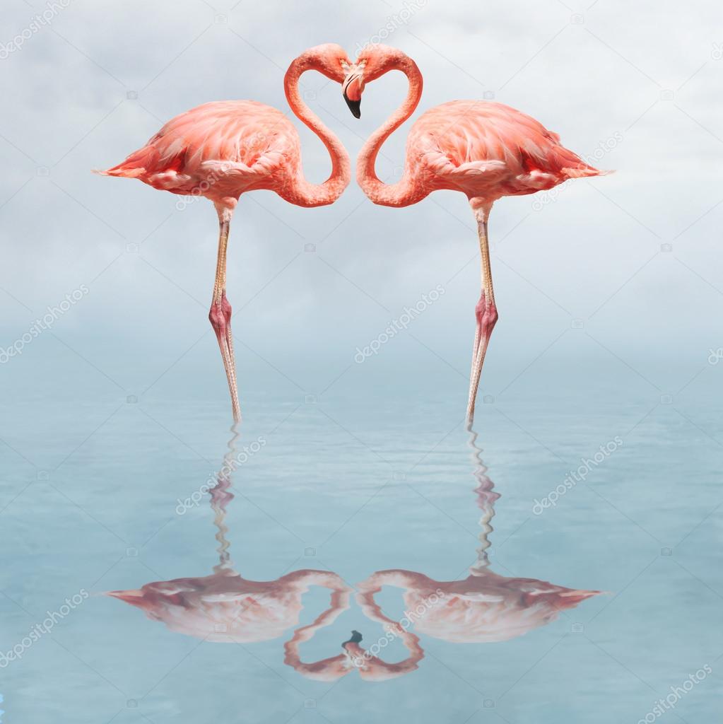 Flamingos in water making a heart shape