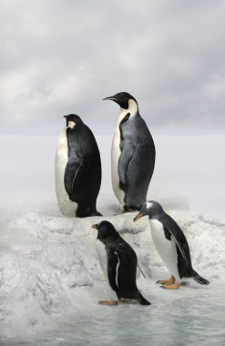 Kuzey Kutbu İmparator penguenler