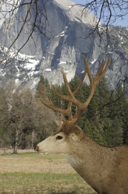 Buck!