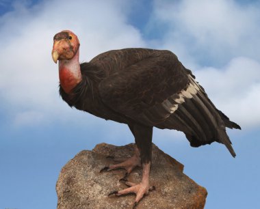 California condor clipart