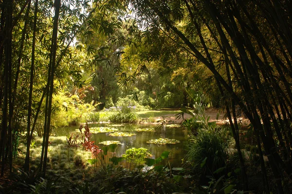 Teich und Bambuswald — Stockfoto