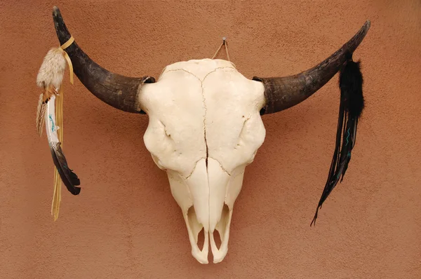 Crâne de taureau Pueblo — Photo