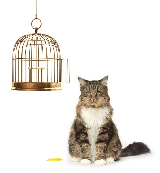 Katze, die den Kanarienvogel aß — Stockfoto