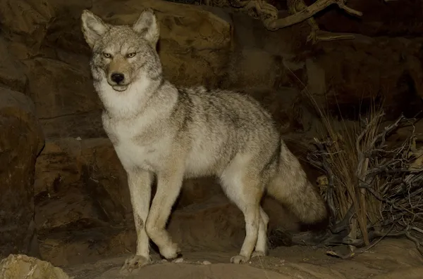 Kojote in der Nacht — Stockfoto