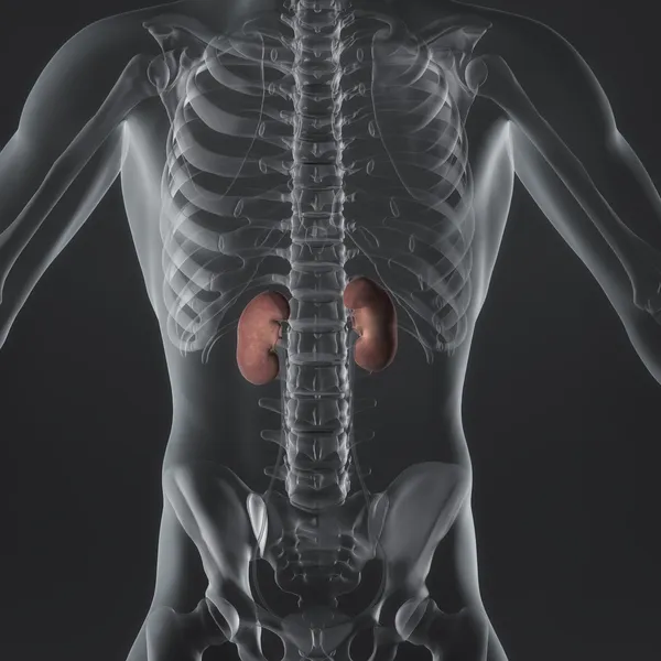 Adrenal Glands — Stock Photo, Image