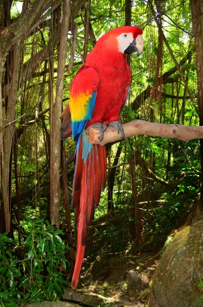 Macaw papegoja Royaltyfria Stockbilder