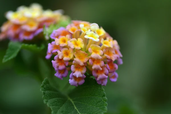 여러 가지 빛깔된의 꽃 — 스톡 사진