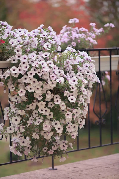 花ペチニア白とピンク ロイヤリティフリーのストック画像