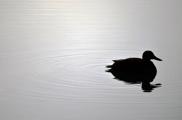 Silhouette de canard — Photo