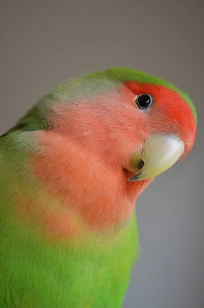 Close-Up bir cennet papağanı — Stok fotoğraf