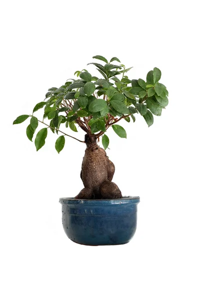 Mokre bonsai — Zdjęcie stockowe