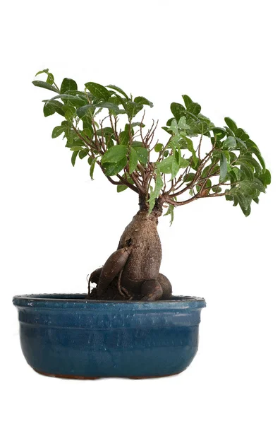 Bonsai su damlaları ile — Stok fotoğraf