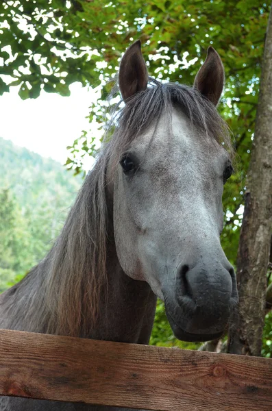 Koňské hlavy — Stock fotografie