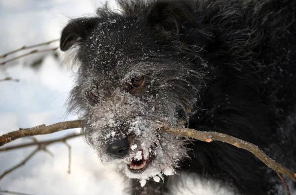 Чёрная собака зимой — стоковое фото