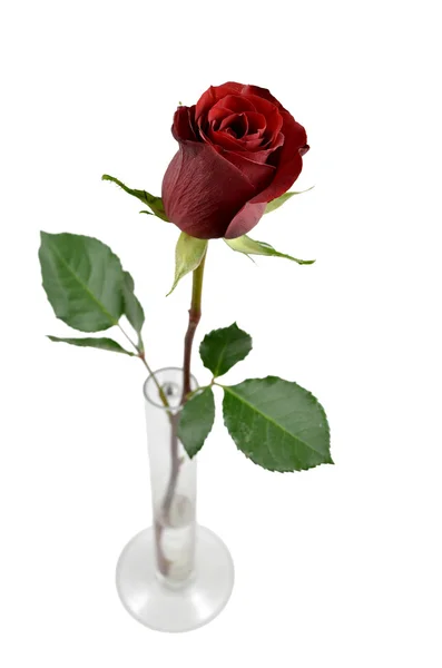 Красная роза в вазе — стоковое фото