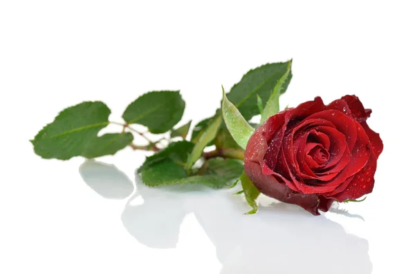 Red rose with reflection — Stock Photo, Image