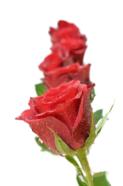 Fem röda rosor — Stockfoto