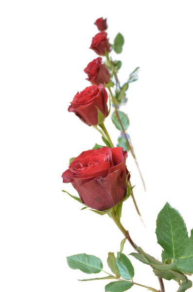 Five red roses — Stock Photo, Image