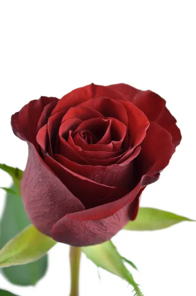 Κλείσιμο ενός κόκκινου τριαντάφυλλου — Φωτογραφία Αρχείου