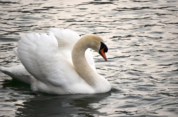 Side view of a swan — Stock Photo, Image