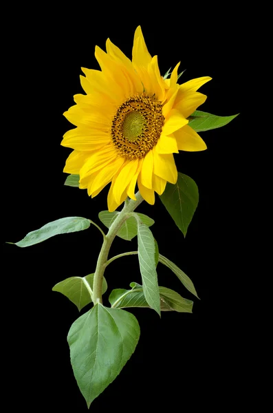 Sonnenblume — Stockfoto