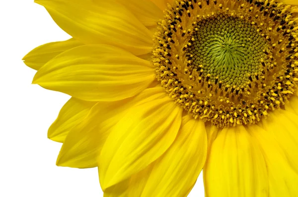 Dettaglio girasole — Foto Stock