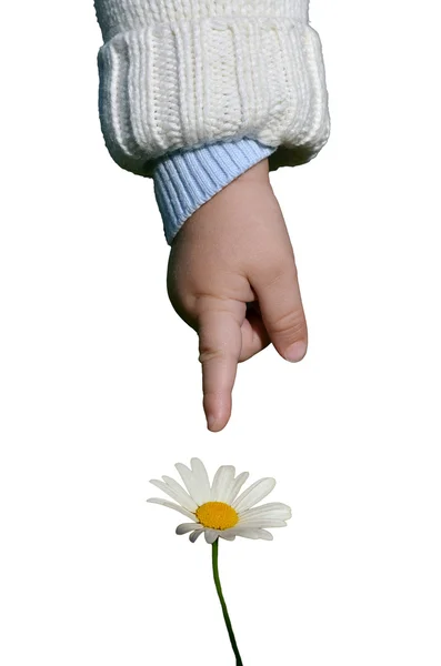 Baby pointing at flower — Stock Photo, Image