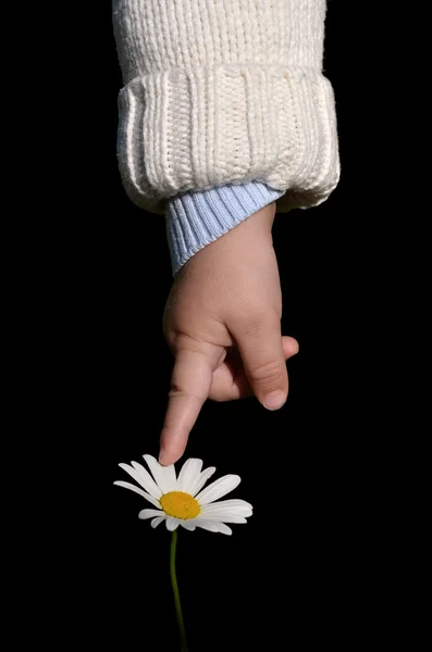 Baby touching a flower — Stock Photo, Image