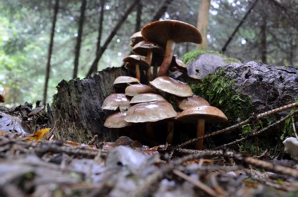 Ziegelbüschelpilz — Stockfoto