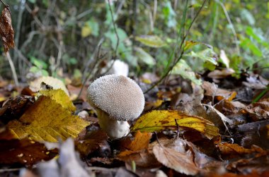 Şeytanın enfiye kutusu