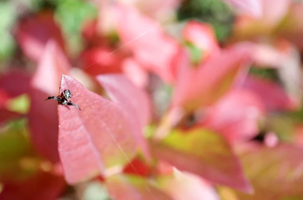 クモと紅葉 — ストック写真