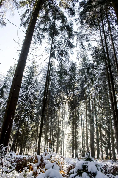 Forest in a winter — Stock Photo, Image