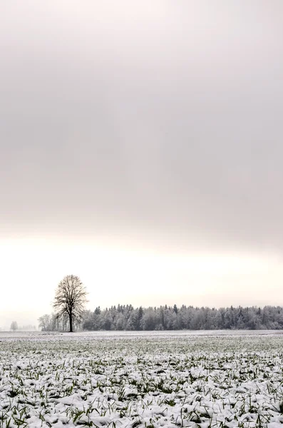 Slovenian winter landscape — Stock Photo, Image