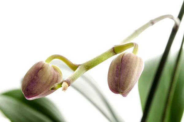 Orkidéblommaknoppar — Stockfoto