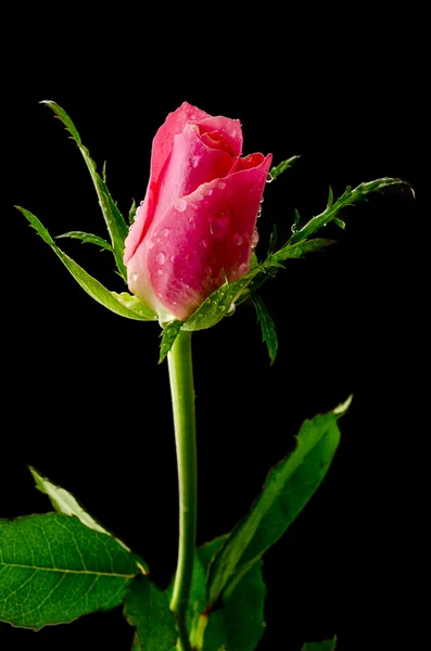 Rosa ros på en svart bakgrund — Stockfoto
